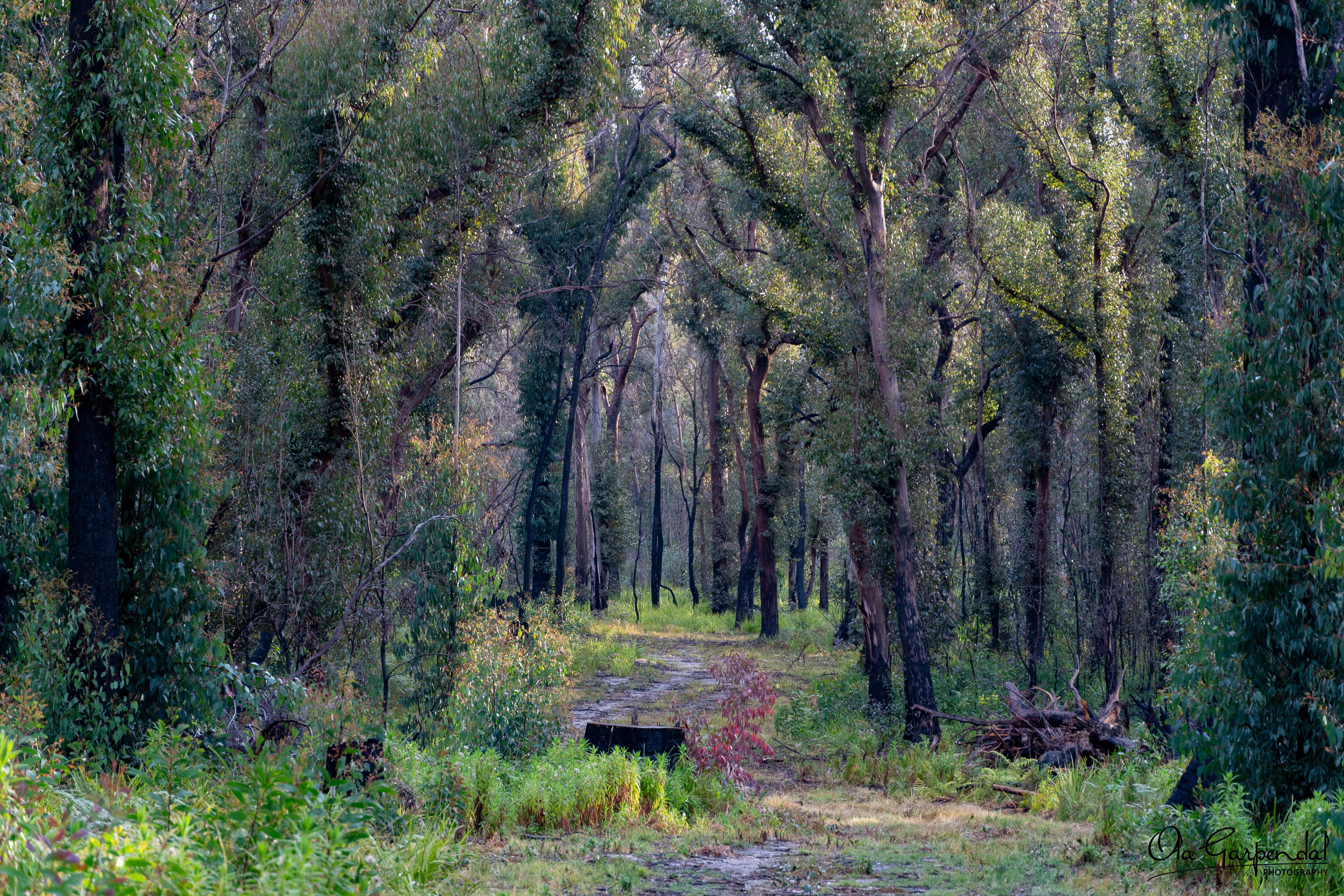 Bald Rock Border Forest National Park