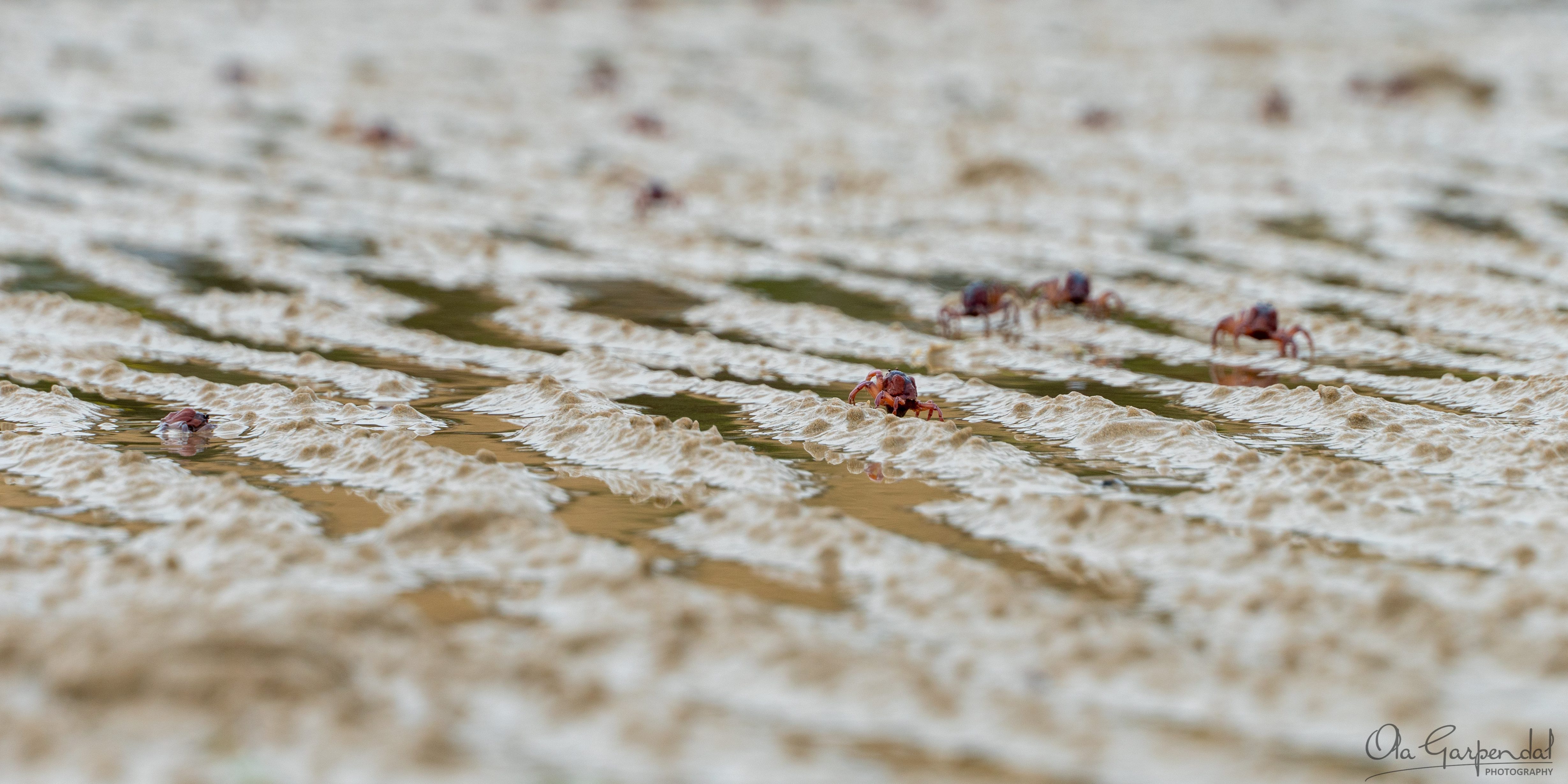 Crabs on Tatlows Beach, Stanley, Tasmania