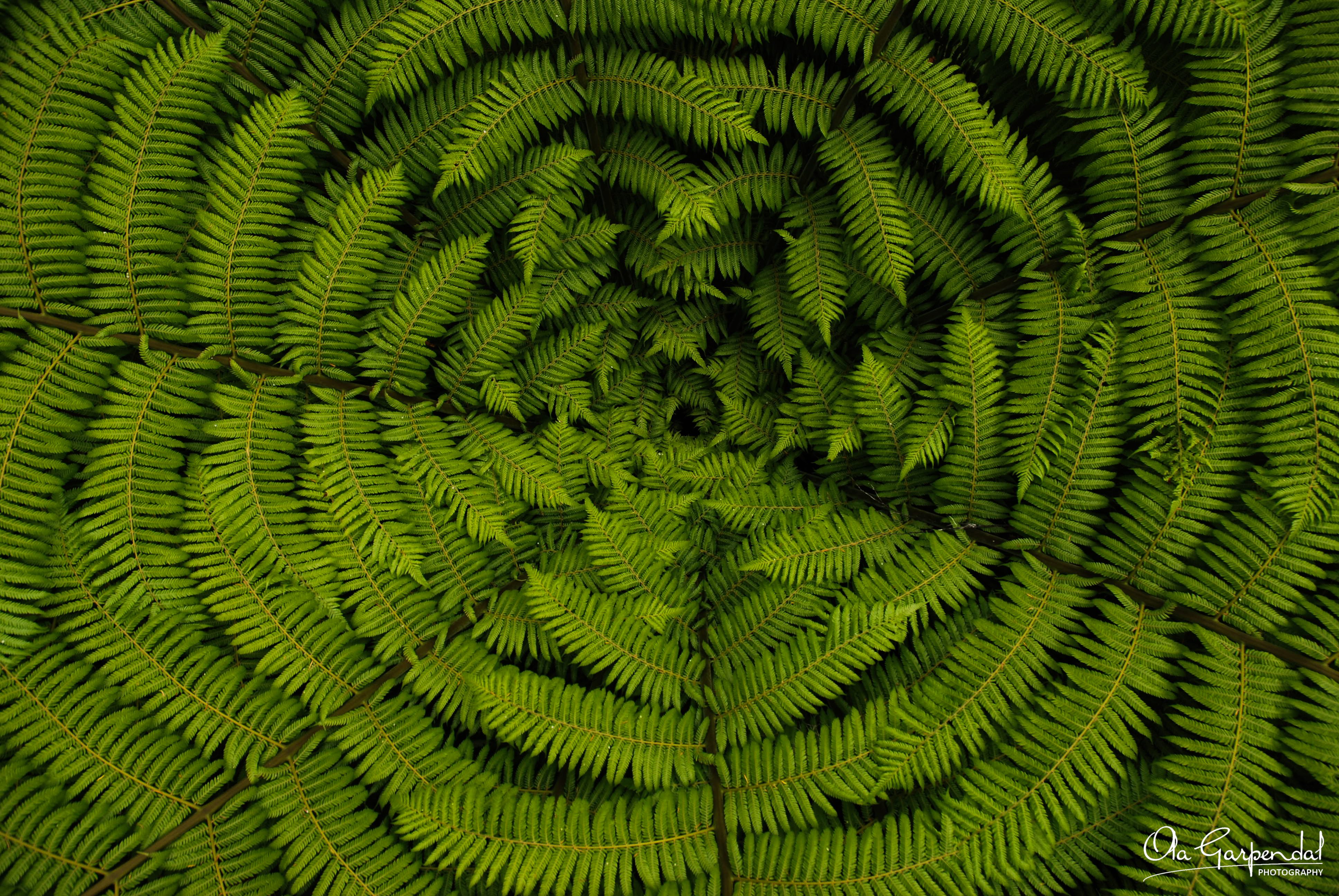 Photograph of Silver Fern at Marahau, New Zealand