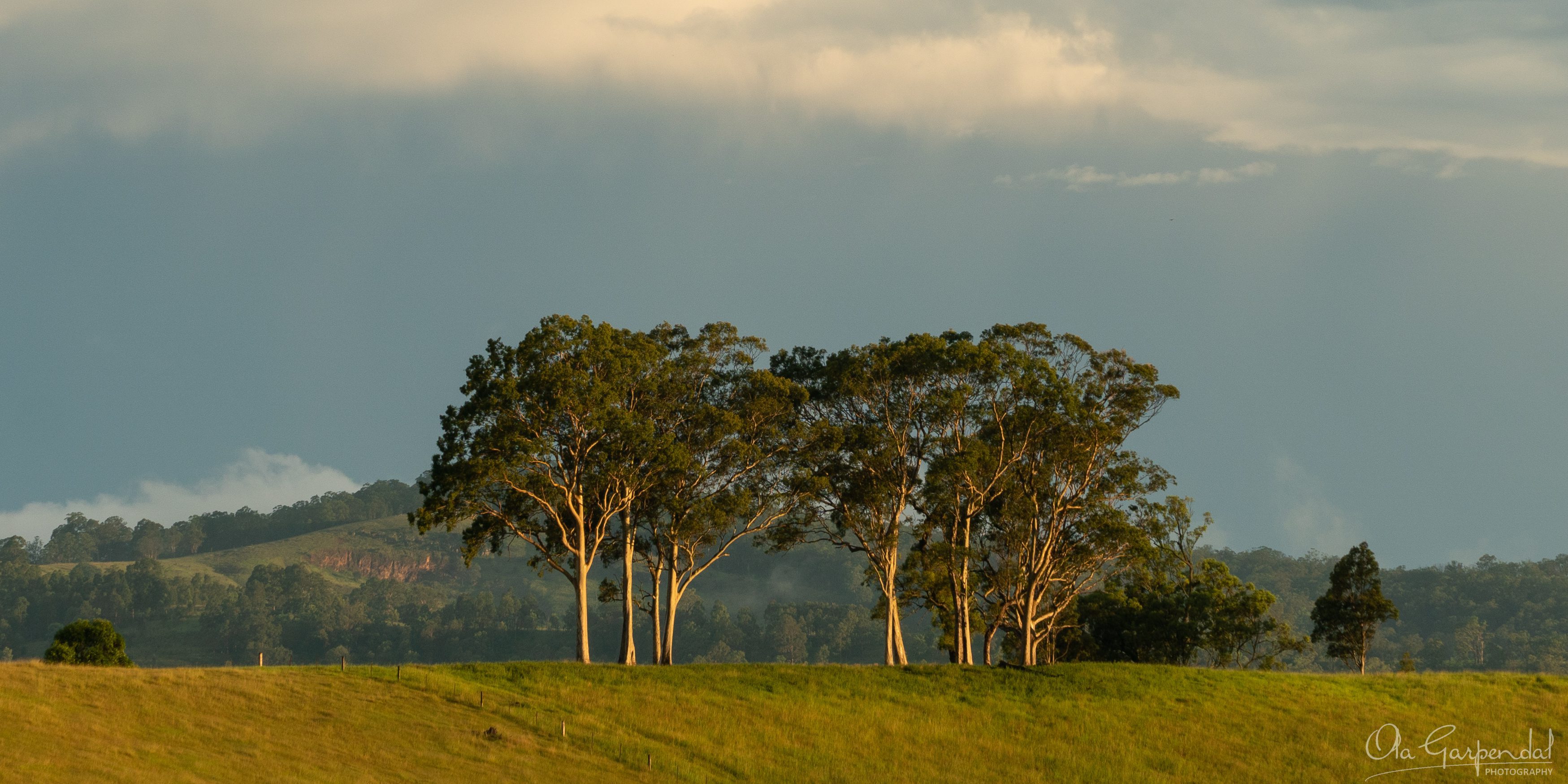 Trees on hill