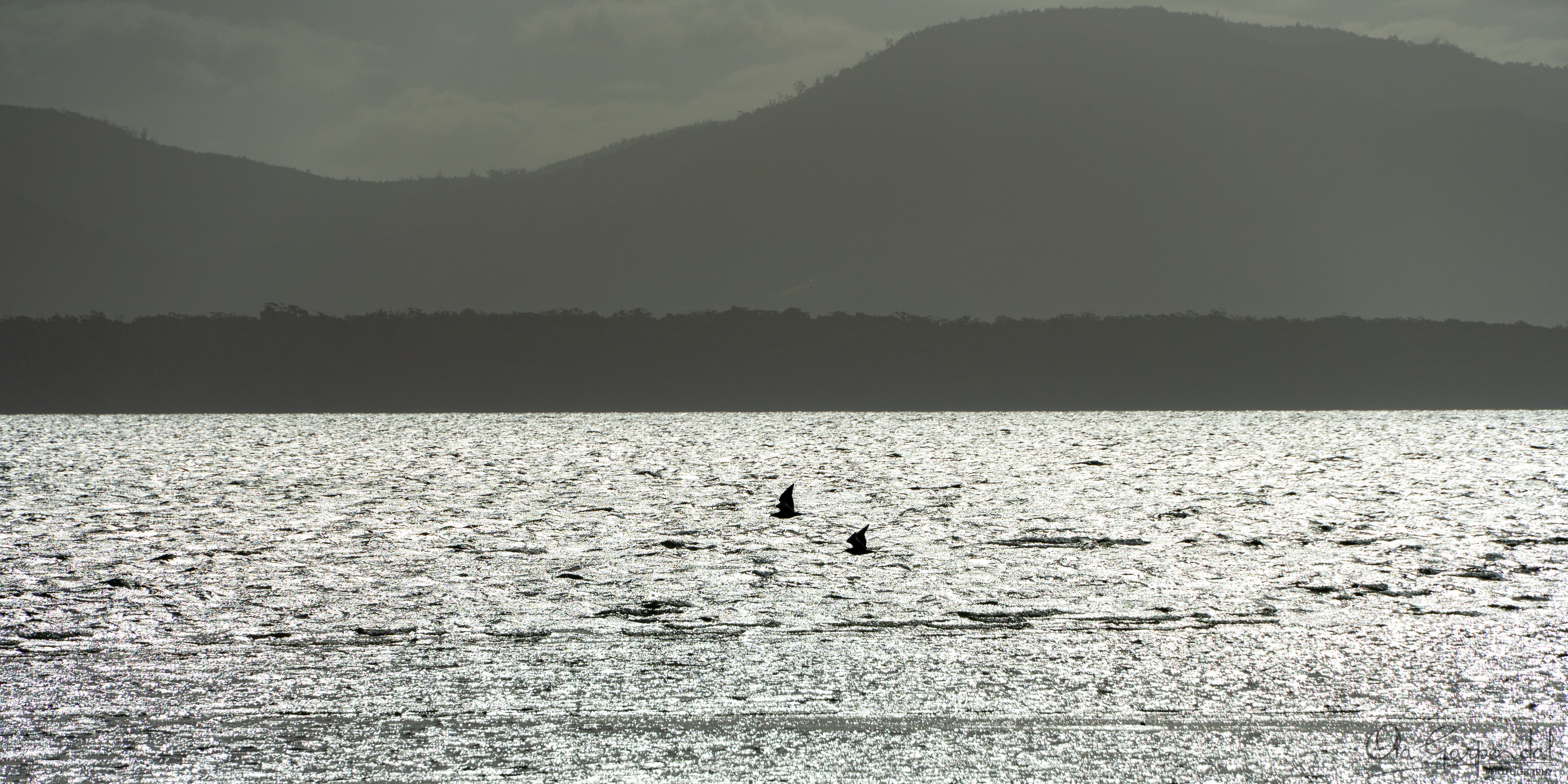 Birds at the Neck Bruny Island