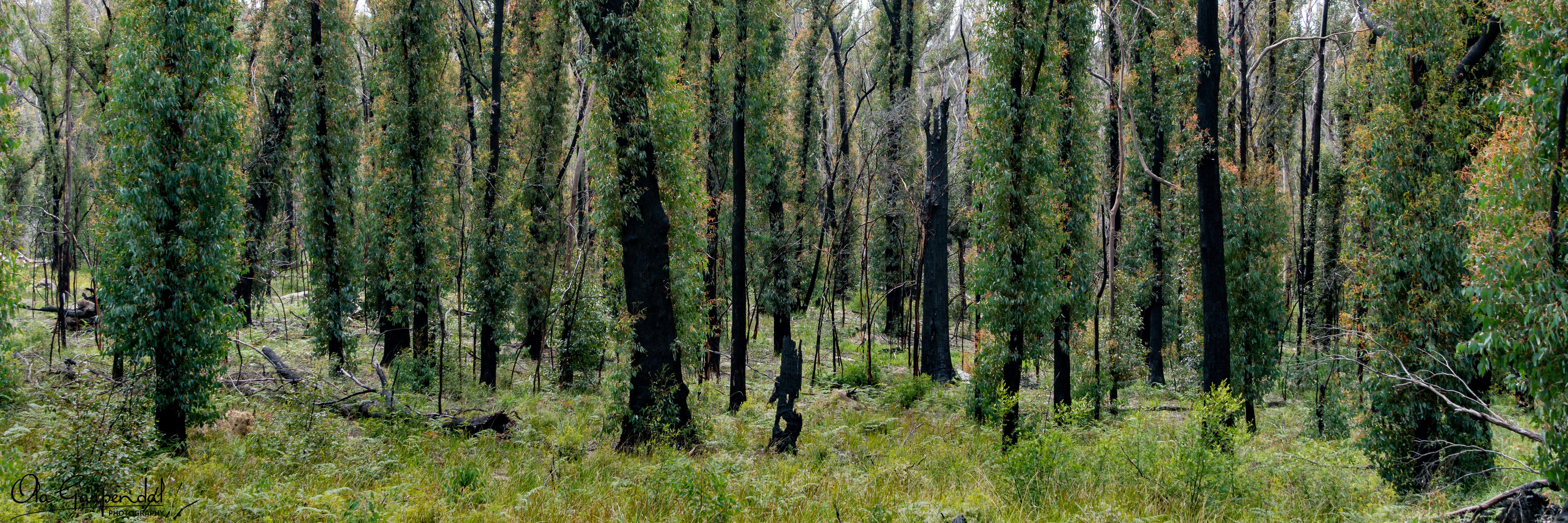 Recovering Forest
