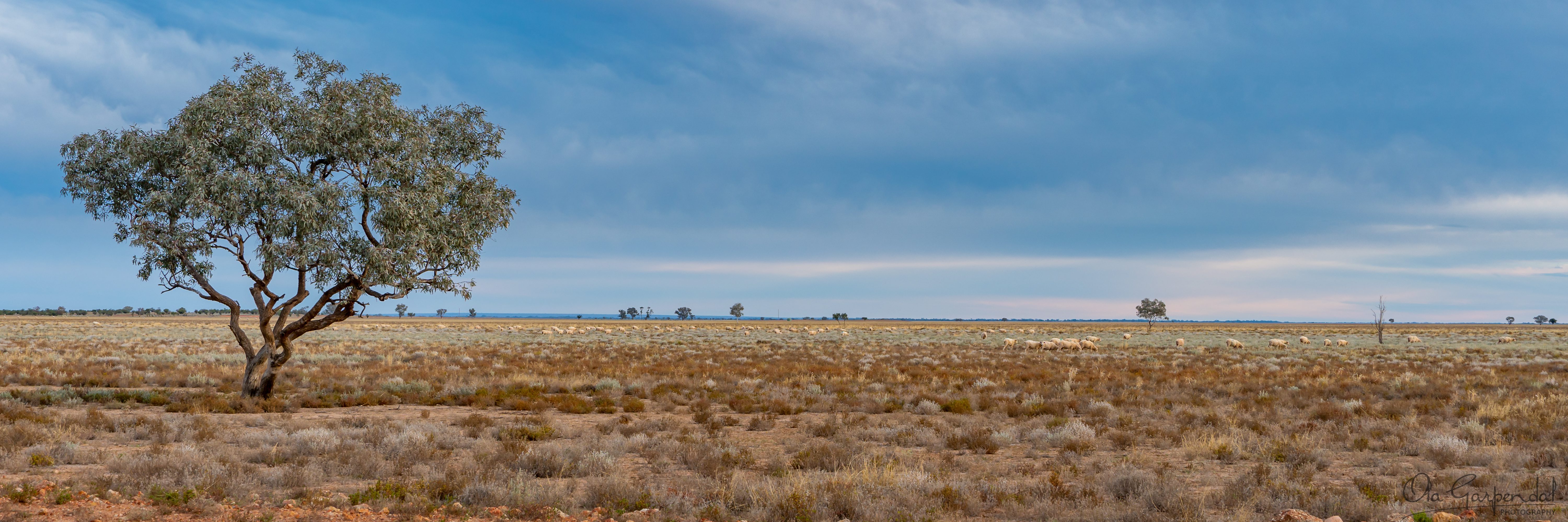 Sheep Paddock at Trilby Station near Louth