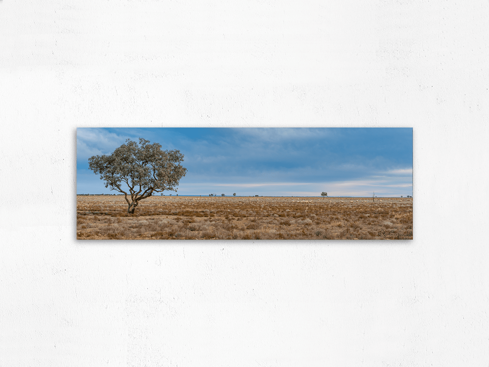 Sheep Paddock at Trilby Station - Image 2