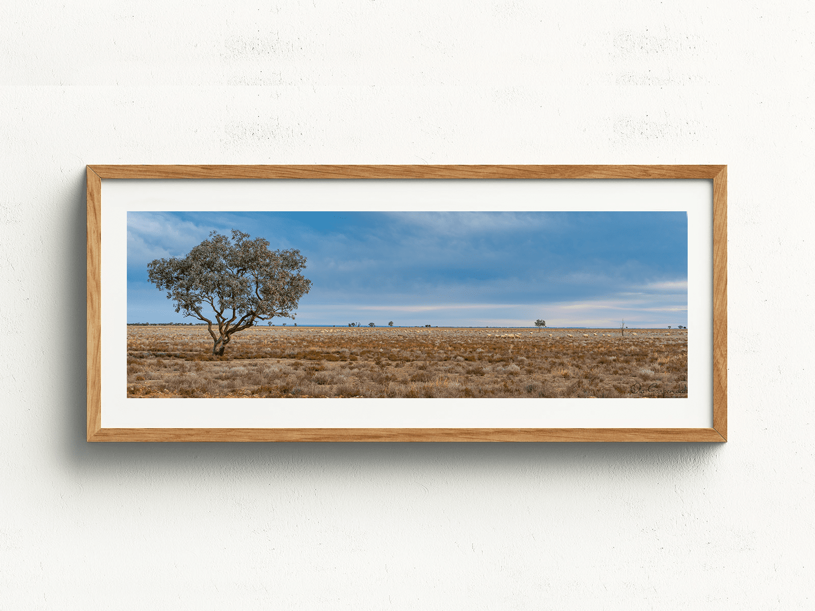 Sheep Paddock at Trilby Station - Image 4