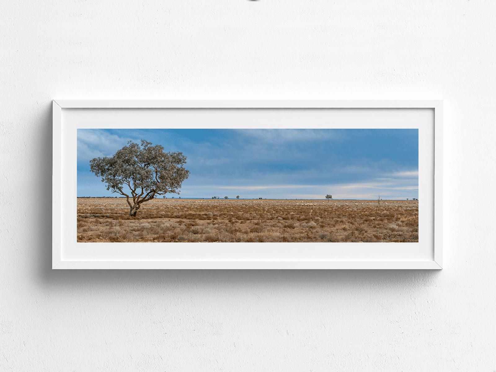 Sheep Paddock at Trilby Station - Image 5