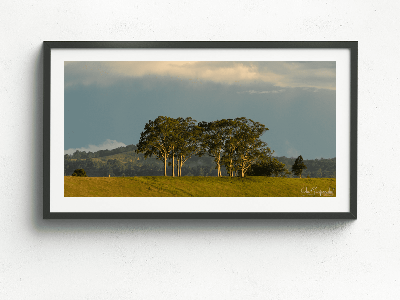 Trees on a Hill - Image 3