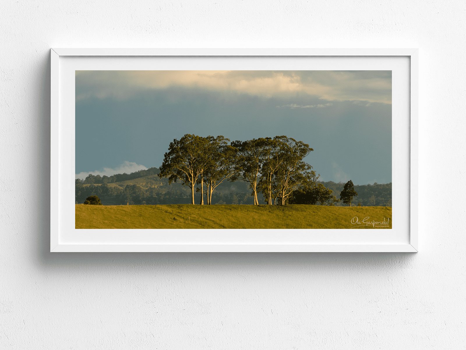 Trees on a Hill - Image 5