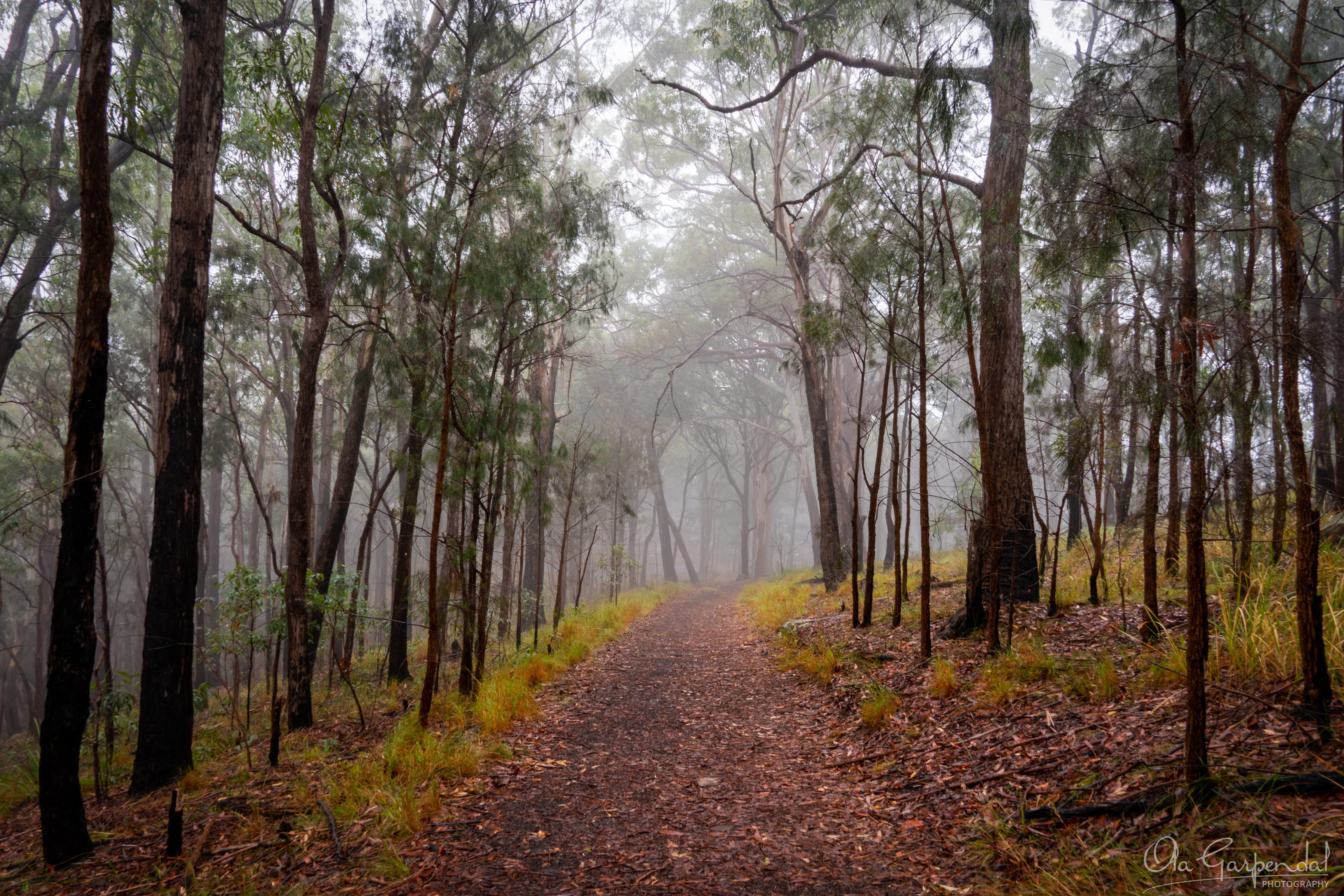 Foggy Bush Track Rumbalara Trees Fog