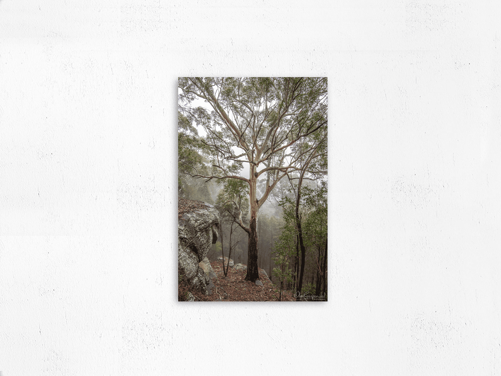 Gum Tree in Fog 3-2 P AFM on small wall