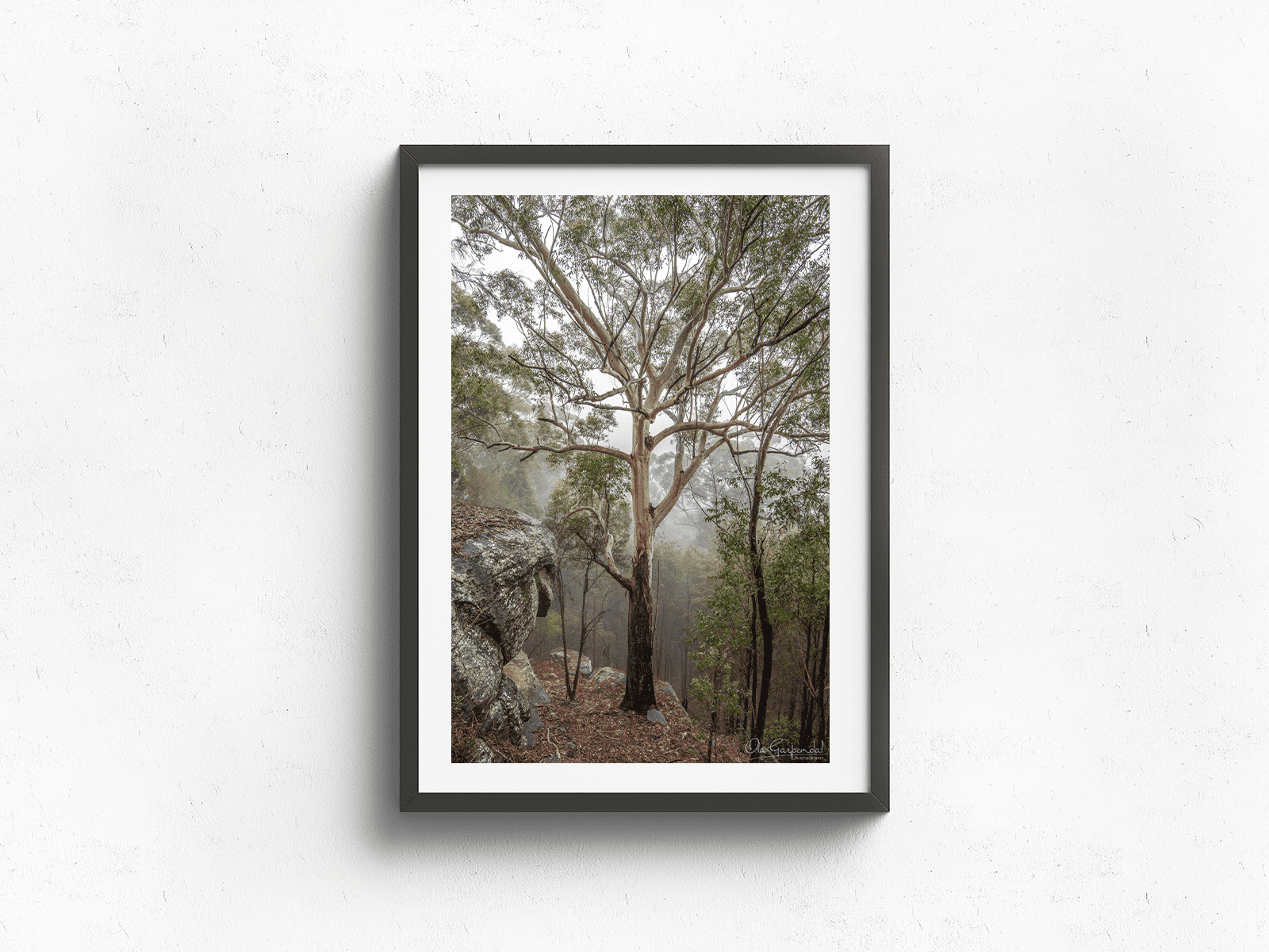 Gum Tree in Fog 3-2 P Black Frame on small wall