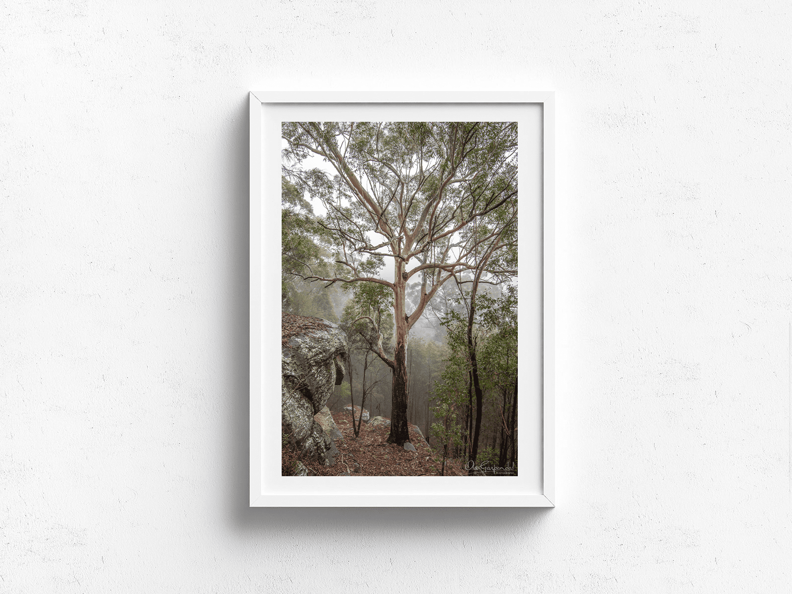 Gum Tree in Fog 3-2 P White Frame on small wall