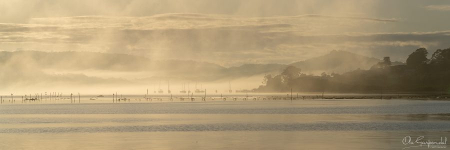 Oyster Trays in Fog