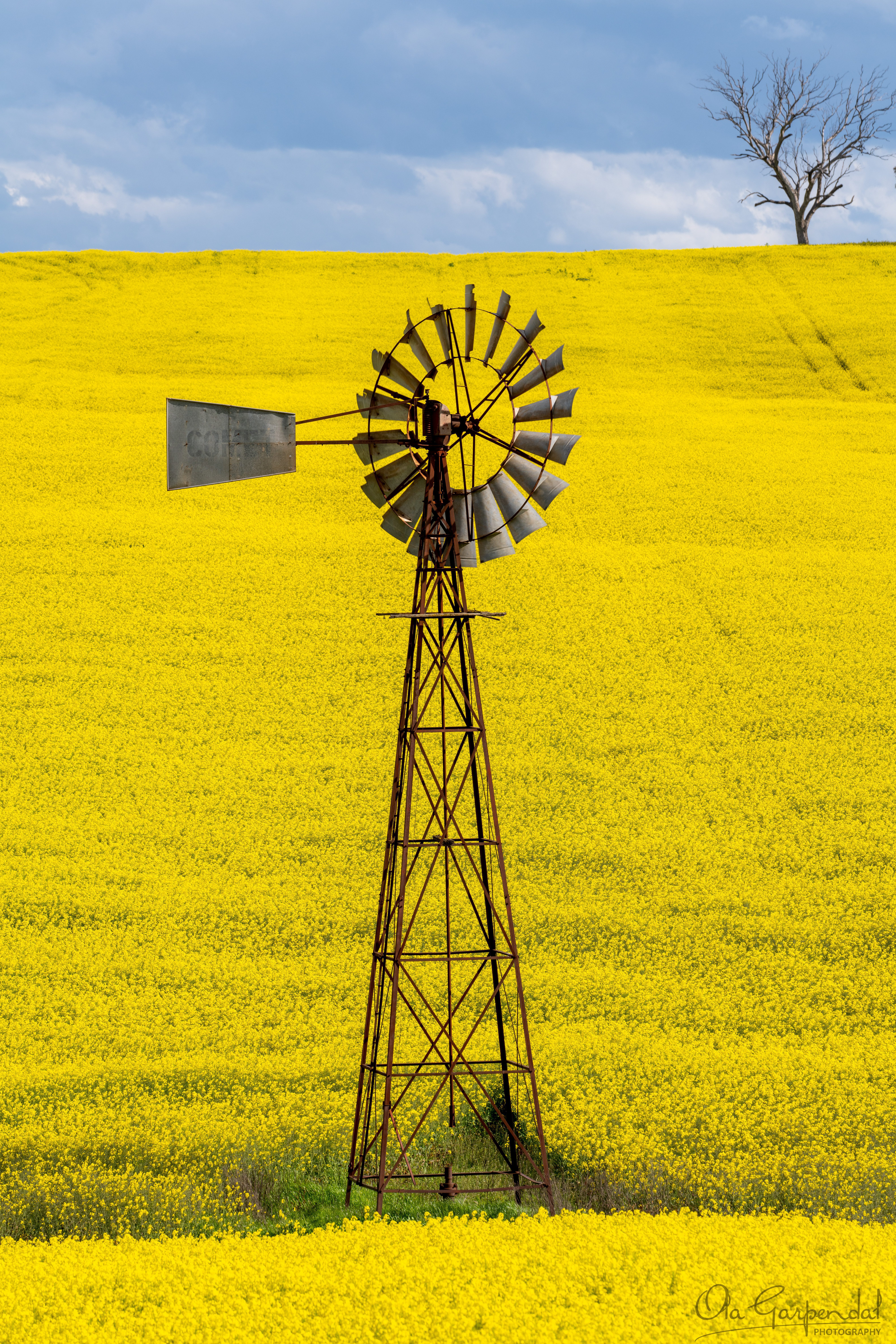 Windmill in Canola