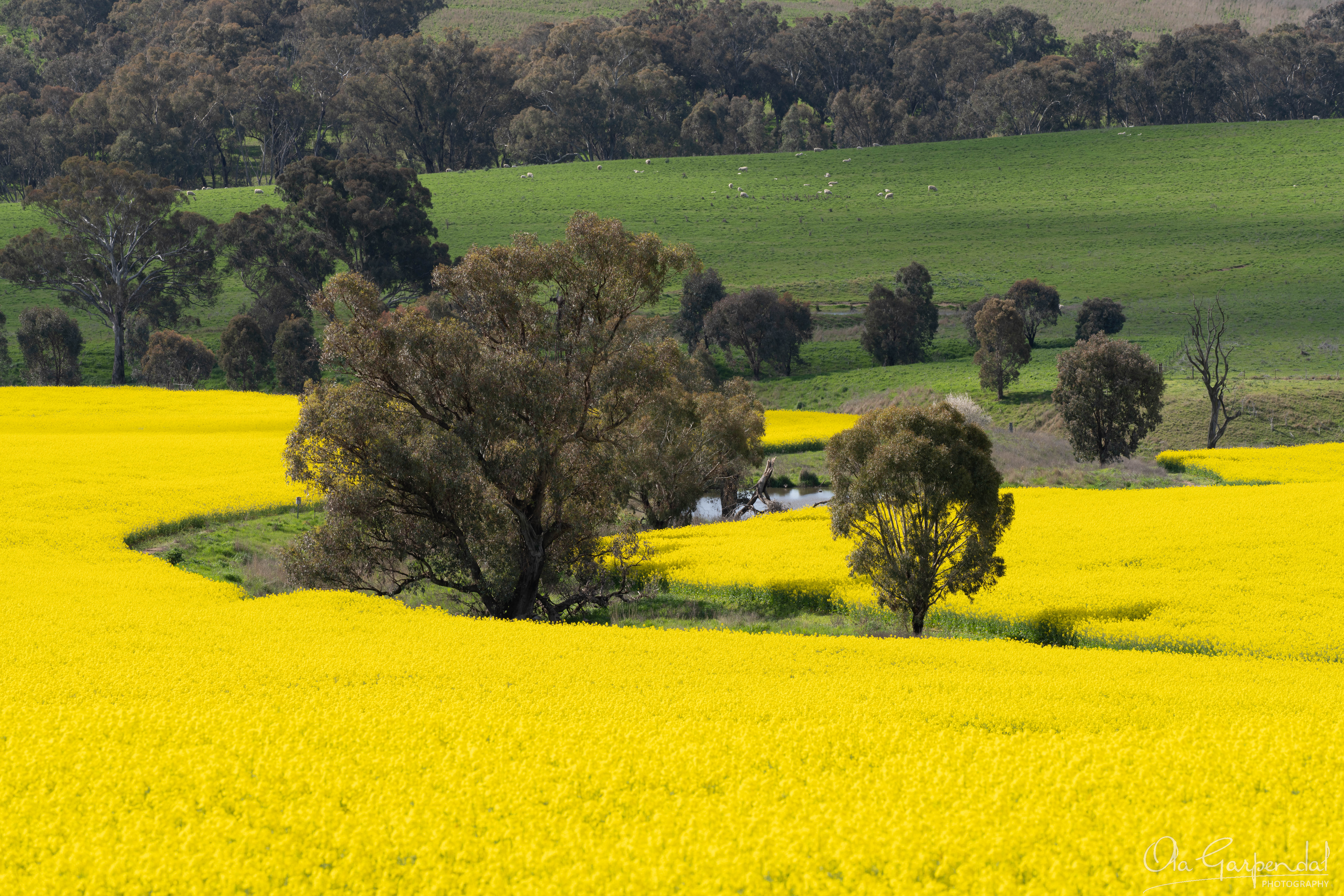 Creek in Canola