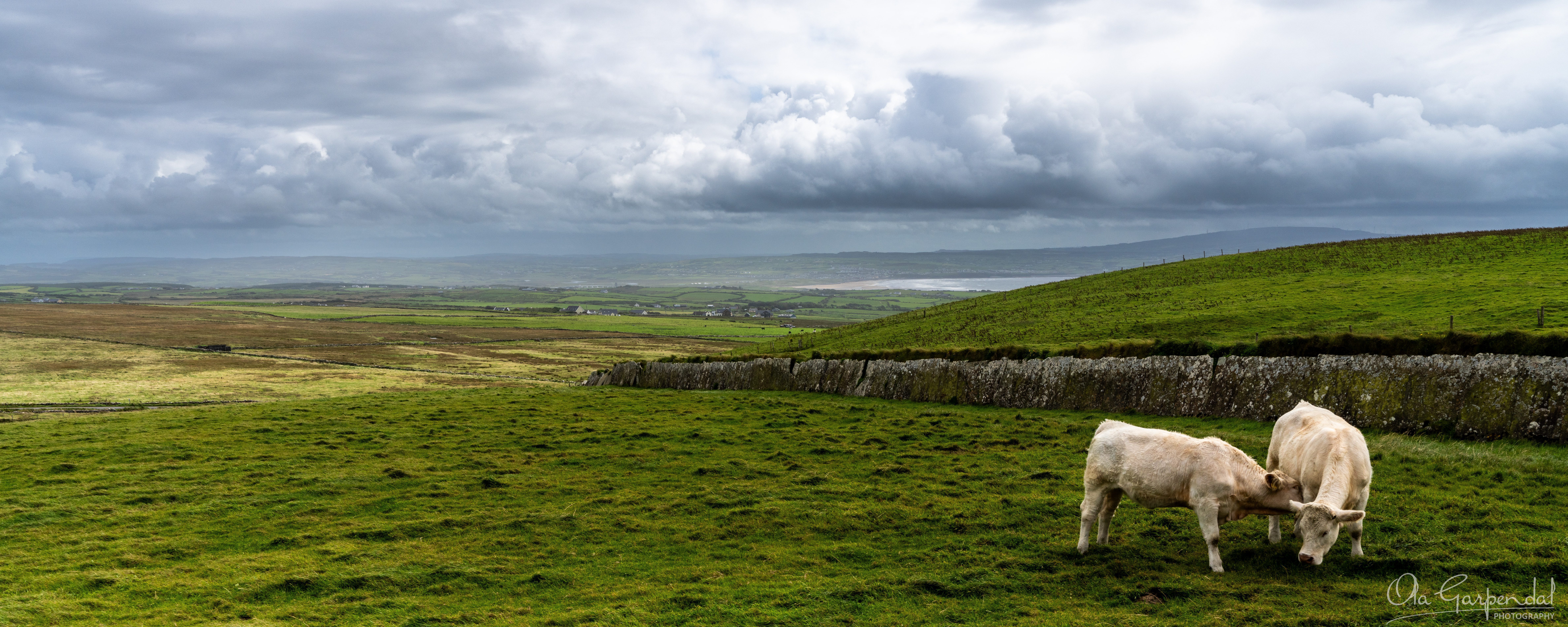 Cows of Moher
