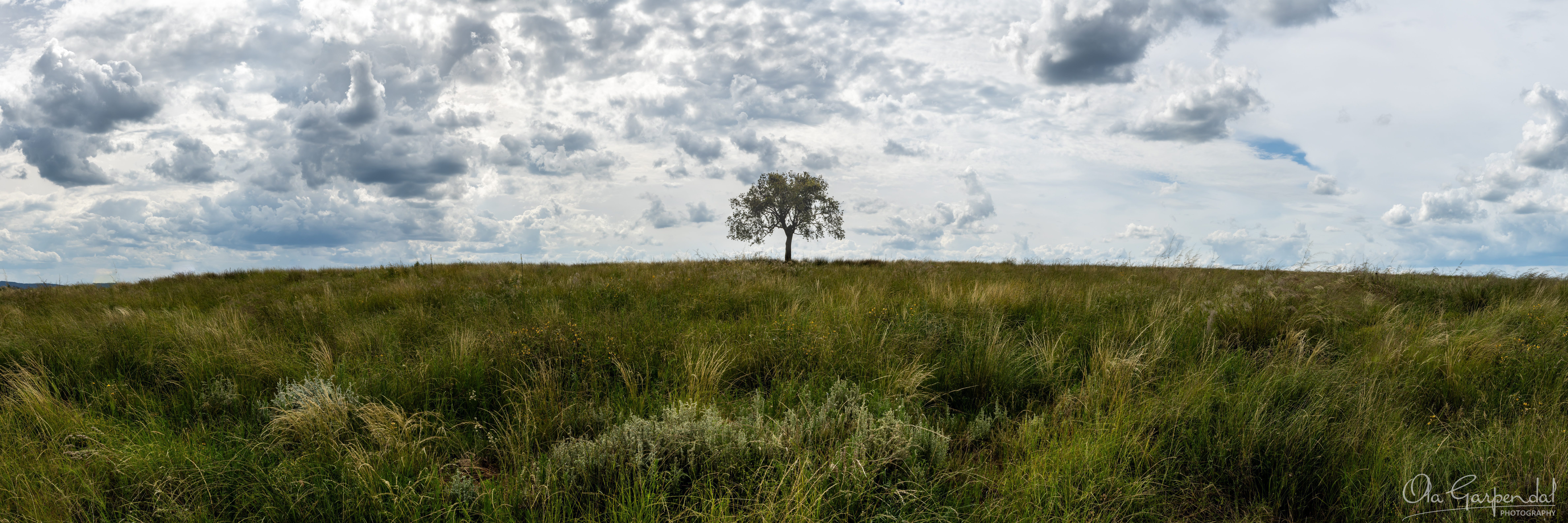 Lonely Tree