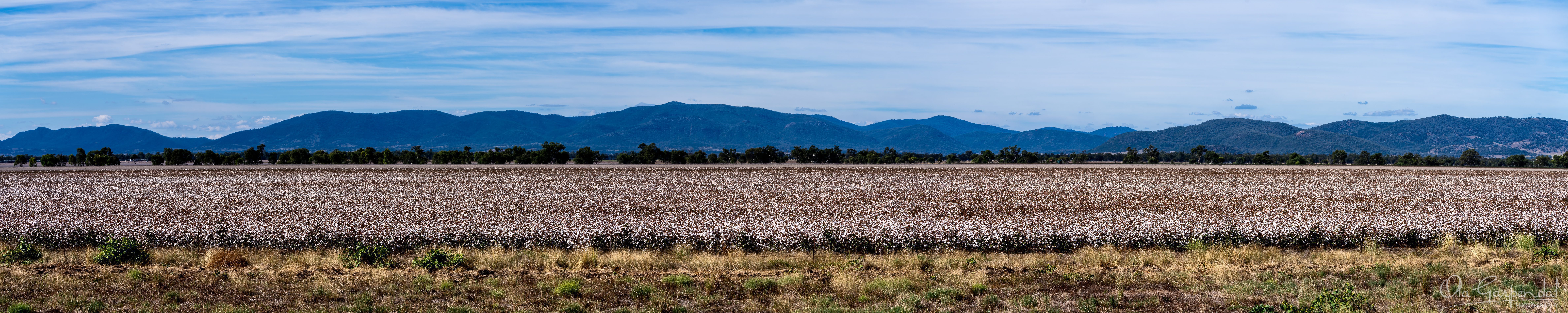 Cotton Field