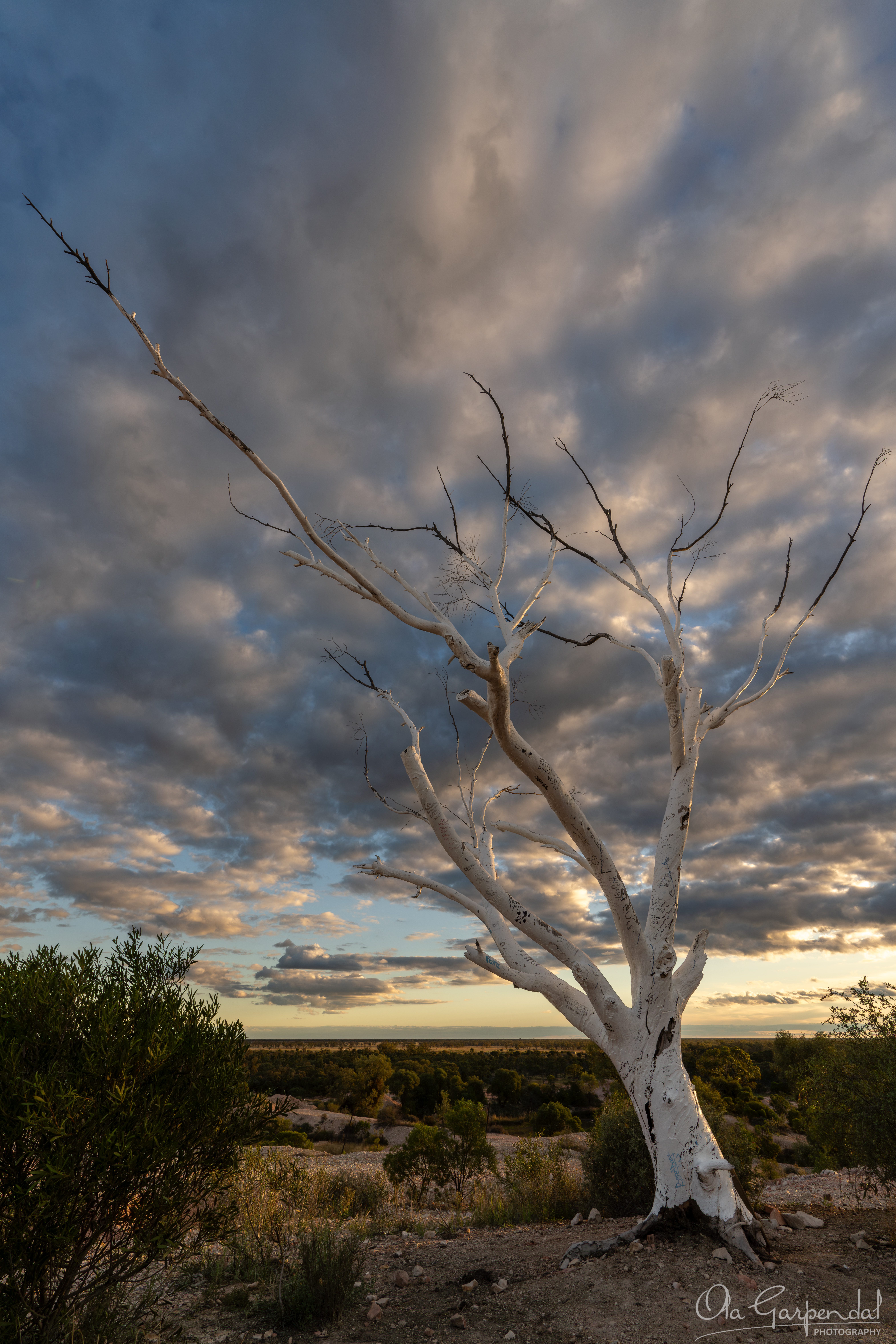 White Tree