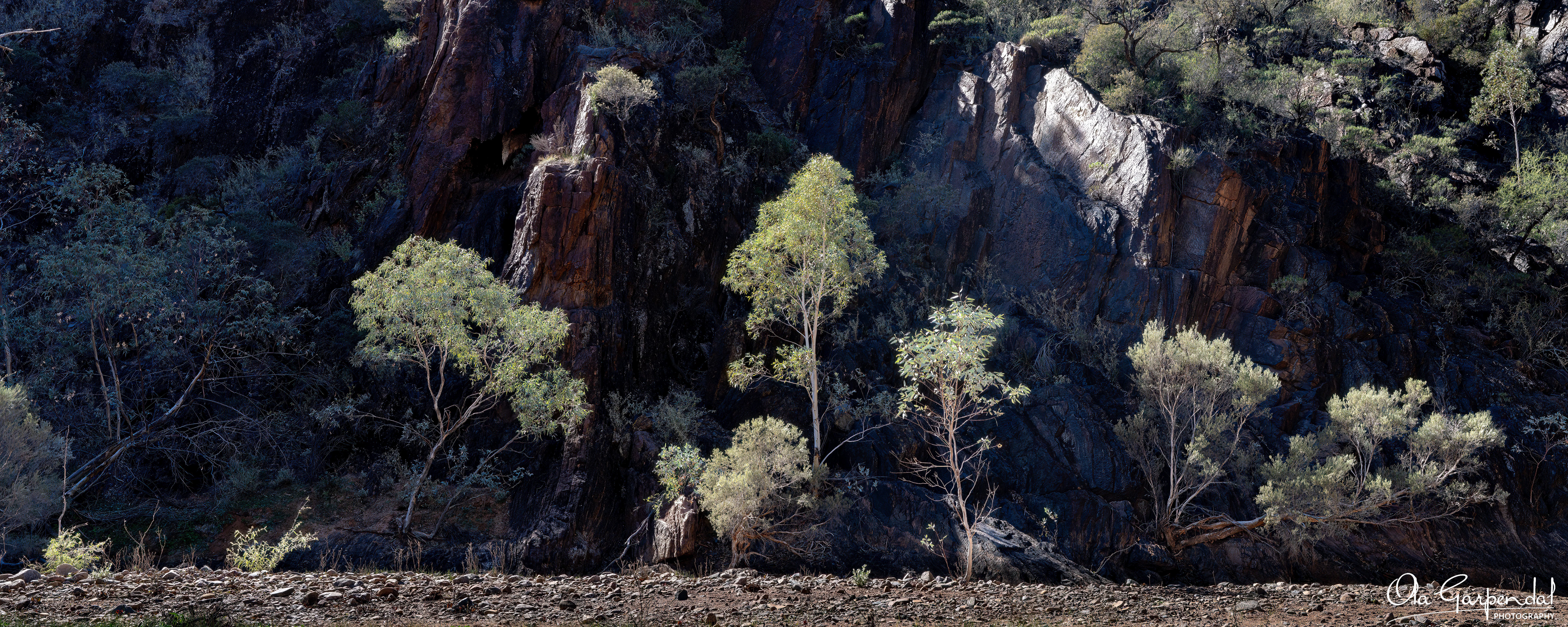 Sunlit gum trees in front of a cliff face