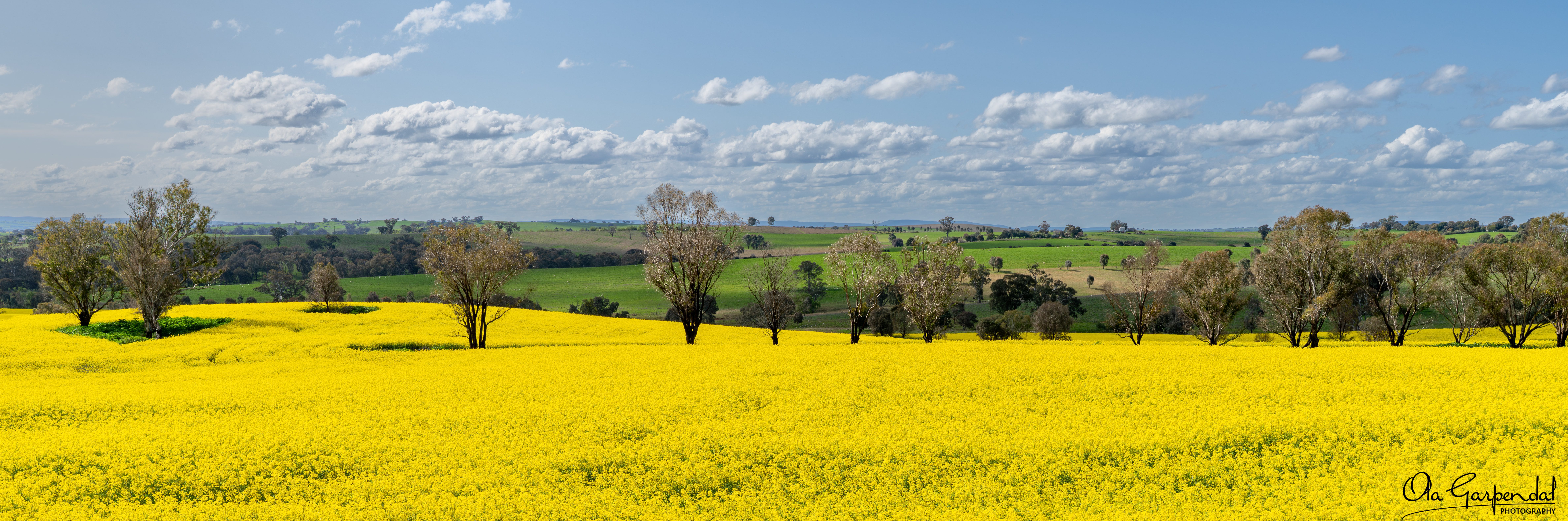 canola field with a row of trees through the middle, green fields in the background and a blue sky with some clouds