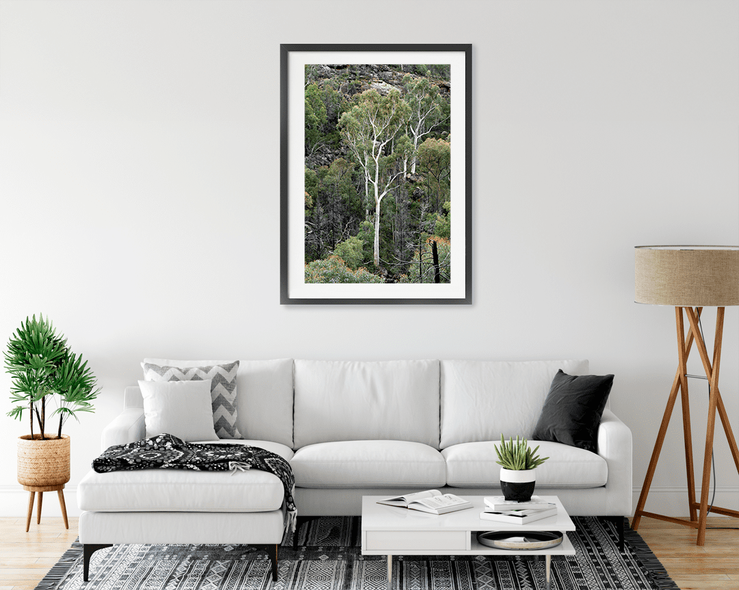 Gum Trees in Warrumbungles